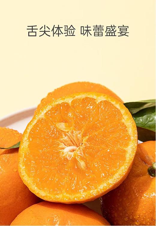【云南高原虎柑】野得生猛·甜得纯粹‼  一口爆汁，而且纯甜，太好吃啦，一口吃尽柑、桔绝妙口感的神仙水果~ 商品图12