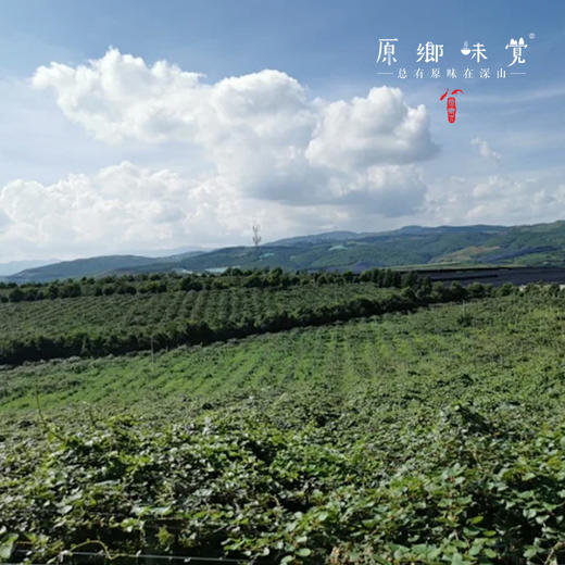 有机高原奇异果/猕猴桃（基地直发-顺丰包邮）| 多种规格，来自云南昆明，生产者：徐浩杰【合作生产，公平贸易】 商品图7