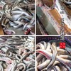 【闹妈海鲜】2025年新本地风鳗筒/咸淡适中/各种规格/满三条送醋 商品缩略图3