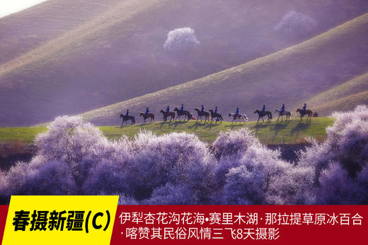 4月6日春摄新疆（C）:伊犁杏花沟花海•赛里木湖·那拉提草原冰百合·喀赞其民俗风情三飞8天摄影Y 商品图0
