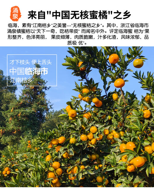 正宗涌泉蜜桔 临海橘子 新鲜薄皮 无核蜜桔 商品图1