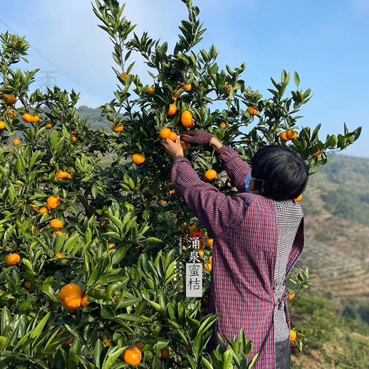 正宗涌泉蜜桔 临海橘子 新鲜薄皮 无核蜜桔 商品图7