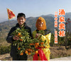 正宗涌泉蜜桔 临海橘子 新鲜薄皮 无核蜜桔 商品缩略图2