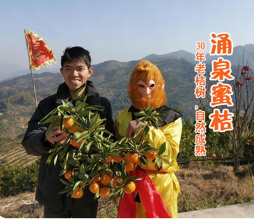 正宗涌泉蜜桔 临海橘子 新鲜薄皮 无核蜜桔 商品图2