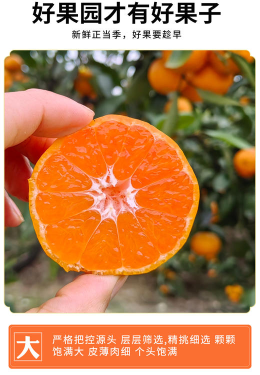 正宗涌泉蜜桔 临海橘子 新鲜薄皮 无核蜜桔 商品图0