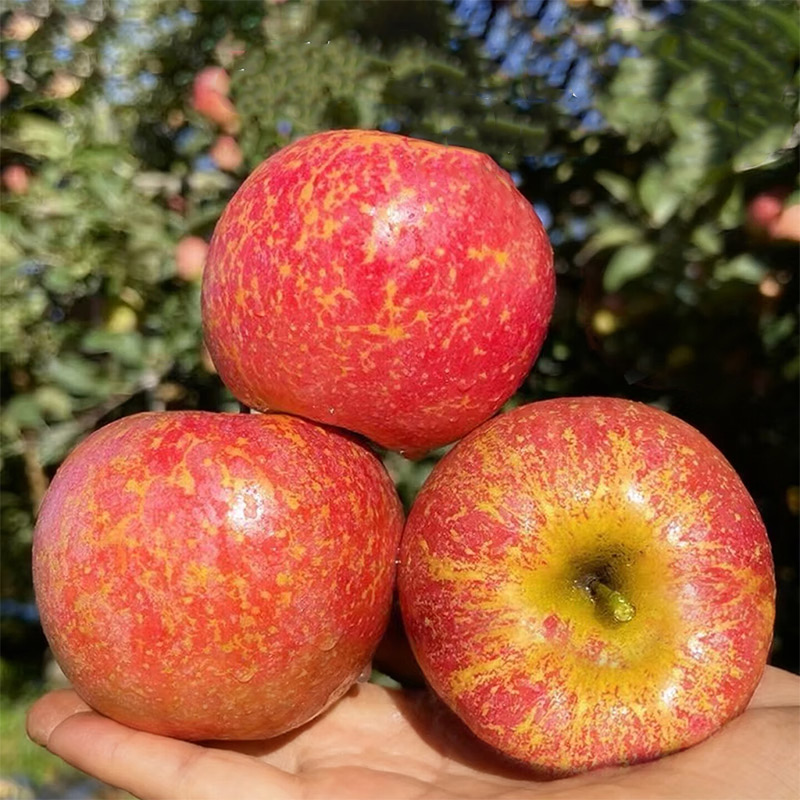 云南昭通丑苹果  顺丰发货