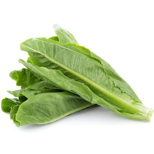 高原油麦菜苗400g 单份 ±20g买放心菜就上瑞和泰 商品图0