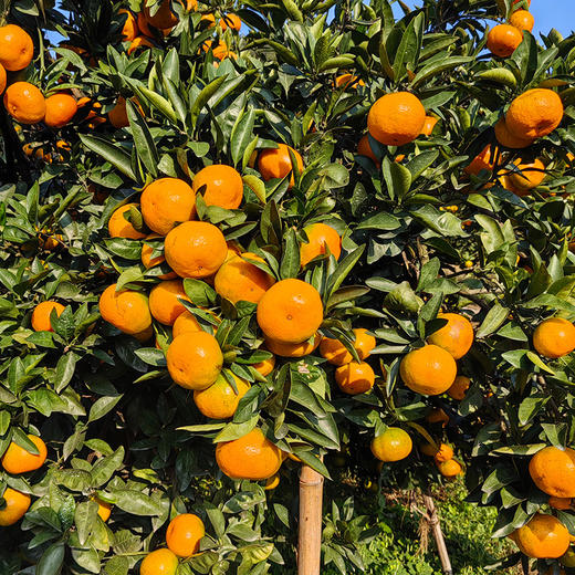 正宗涌泉蜜桔 临海橘子 新鲜薄皮 无核蜜桔 商品图10