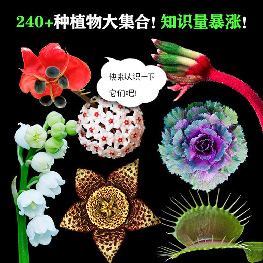 新晋爆款-儿童纸上纪录片《小自然+小植物》 商品图4