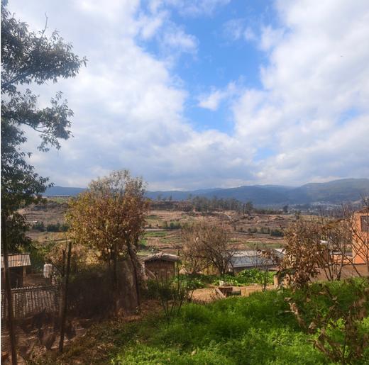 【俊发城百合苑小店自提 不发快递】武定阉公鸡（2.8-3.5KG/只）  名副其实的“跑山鸡”，在山里自由活动，吃的是玉米、豆粕，还有各种天然的草药和小虫子，一年才出栏，肉质格外紧实鲜美。 商品图3