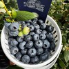 （桶装）开工福利，年度史低价！云南高原花香蓝莓 顺丰空运【抚仙湖核心产区】 商品缩略图0