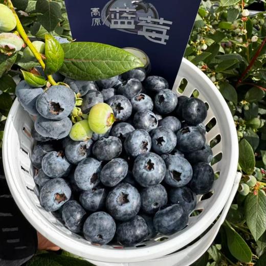 （桶装）开工福利，年度史低价！云南高原花香蓝莓 顺丰空运【抚仙湖核心产区】 商品图0