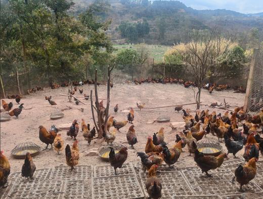 【俊发城百合苑小店自提 不发快递】武定阉公鸡（2.8-3.5KG/只）  名副其实的“跑山鸡”，在山里自由活动，吃的是玉米、豆粕，还有各种天然的草药和小虫子，一年才出栏，肉质格外紧实鲜美。 商品图0