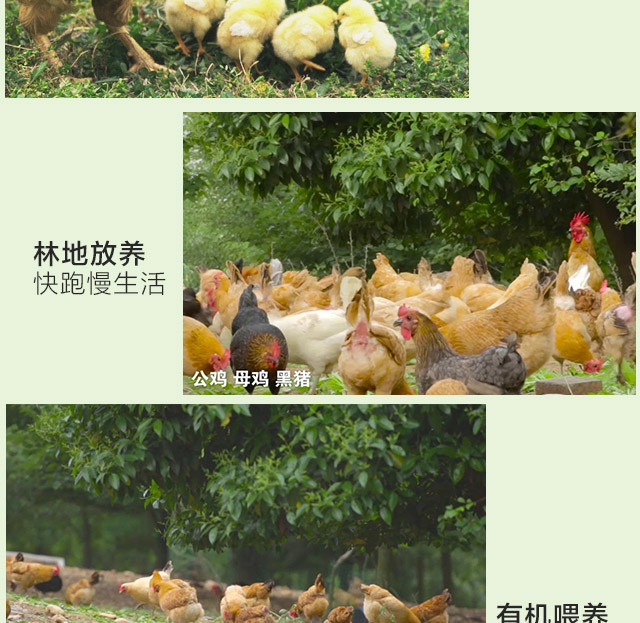 母鸡详情图_08.jpg