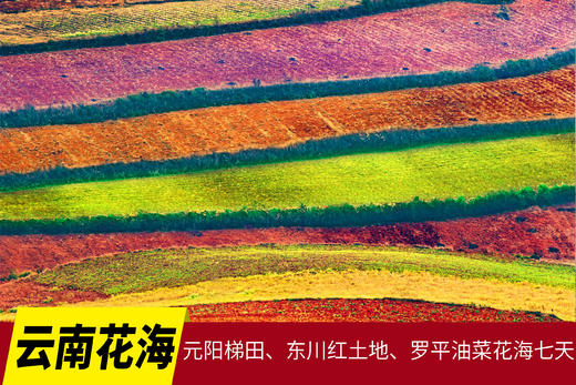2月24日【行摄云南花海】元阳梯田、东川红土地、罗平油菜花海七天Y 商品图0
