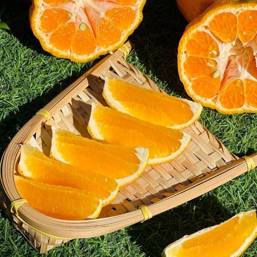 【柑与橘双鲜组合】大理椪柑和纽荷尔脐橙  太绝了！鲜爽叠加甜润翻倍！多汁过瘾美味不单调！ 商品图3