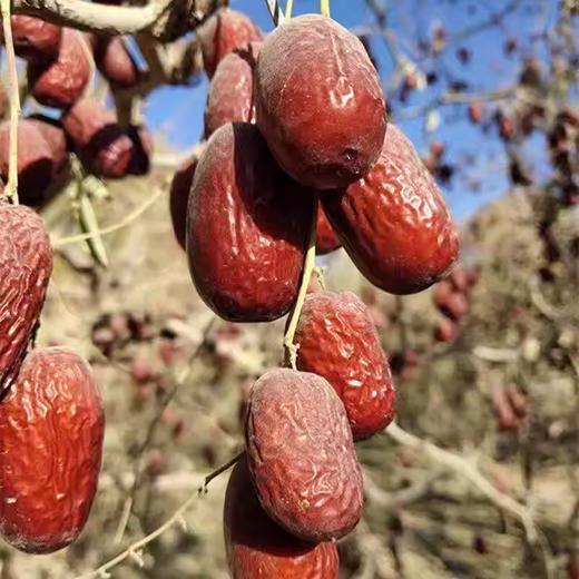 【带土原枣】新疆灰枣未清洗 自然风干 营养不流失 炖汤泡茶佳品 商品图1