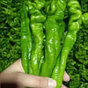 【MLT】鲜嫩螺丝椒  皮薄肉嫩  辣味十足 商品缩略图0