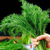 【MLT】茴香菜  鲜嫩  新鲜蔬菜  拌馅 商品缩略图2