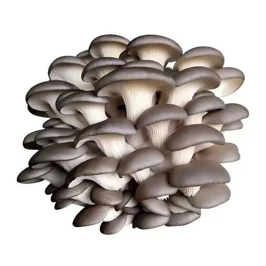 生鲜传奇活体平菇（提） 单份买放心菜就上瑞和泰 商品图0