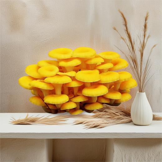 生鲜传奇活体榆黄菇（提） 单份买放心菜就上瑞和泰 商品图0