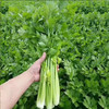 【MLT】脆嫩芹菜  无丝榨汁  西芹水果芹菜  新鲜蔬菜  沙拉生吃 商品缩略图2