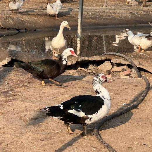 飞鸭（百达）1只（杀完4斤左右） 商品图0