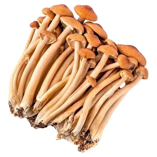 茶树菇150g 单份  ±10g 买放心菜就上瑞和泰 商品图0