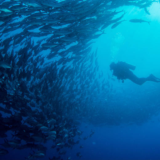 热浪潜水集团菲律宾薄荷岛 商品图1
