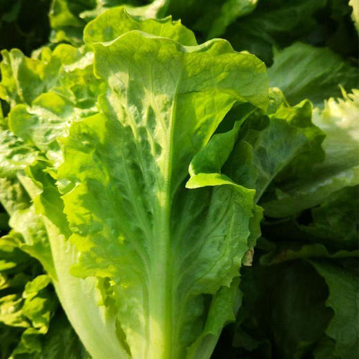 【MLT】脆甜玻璃生菜  健康美味  脆甜爽口  新鲜生菜  火锅涮菜 商品图1