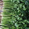 【MLT】新鲜小叶香菜  带根  现摘芫荽  火锅调味脆嫩 商品缩略图1