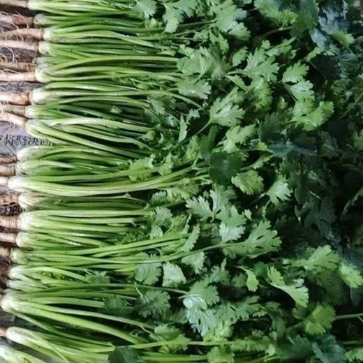 【MLT】新鲜小叶香菜  带根  现摘芫荽  火锅调味脆嫩 商品图1