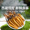 【现挖西藏鲜虫草】季节限定福利 补充满满能量（收到货后请尽快冷冻保存哦） 商品缩略图0
