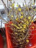 中国黄腊梅鲜切枝条一扎 商品缩略图9
