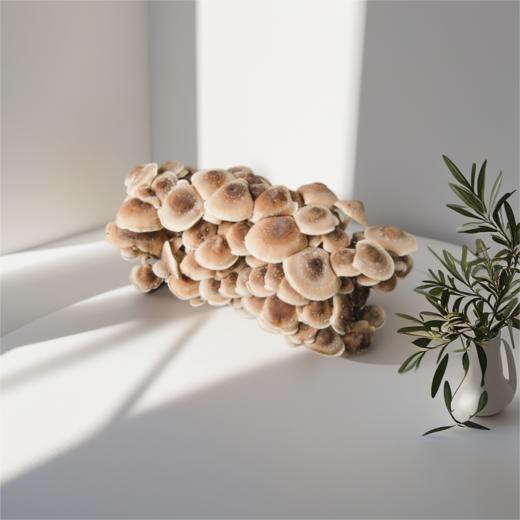 生鲜传奇活体香菇（盒） 单份买放心菜就上瑞和泰 商品图0