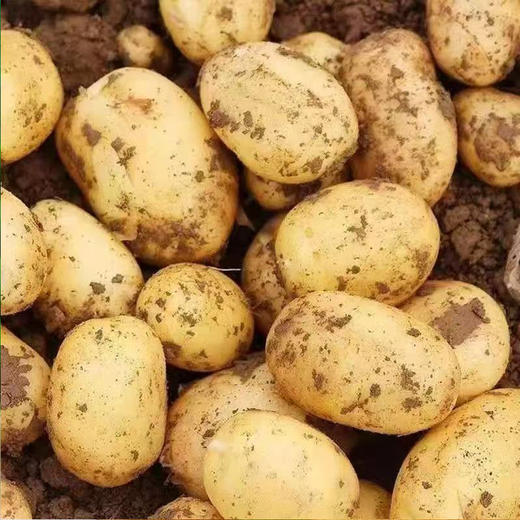 【SF】黄皮大土豆   农家蔬菜    细腻软糯 商品图2