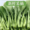【MLT】新鲜快菜  叶厚  柄宽  好吃  鲜嫩  翠绿 商品缩略图0