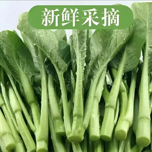 【MLT】新鲜快菜  叶厚  柄宽  好吃  鲜嫩  翠绿 商品图0