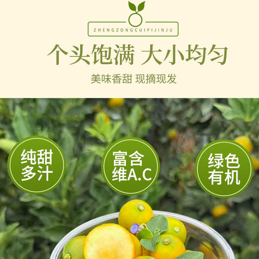 【脆皮金桔】果肉细腻多汁 一口爆汁大甜桔 膳食纤维丰富 3斤装 商品图2