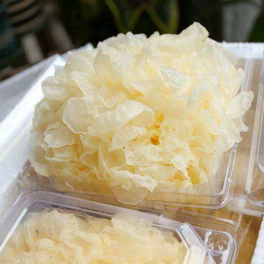 活体银耳（棒） 单份买放心菜就上瑞和泰 商品图0
