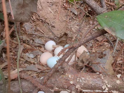 两件8折 | 桐庐莪山金奖鸡蛋 黑鸡蛋/绿壳蛋/茶香蛋 商品图9