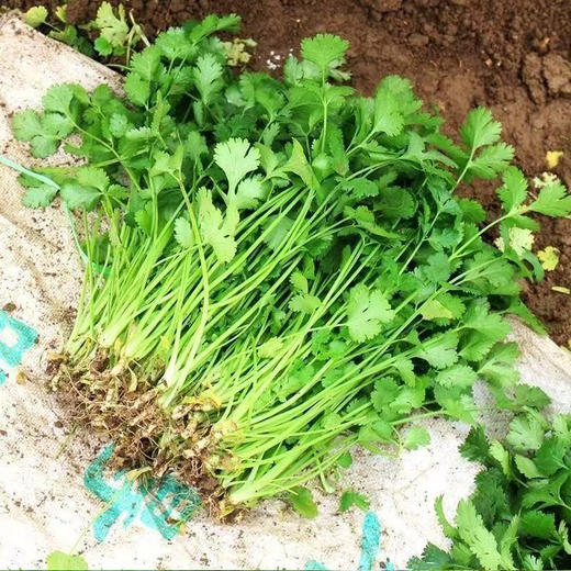 【MLT】新鲜小叶香菜  带根  现摘芫荽  火锅调味脆嫩 商品图0