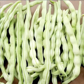 【MLT】当季白不老豆角  新鲜芸豆  四季豆  绿色蔬菜