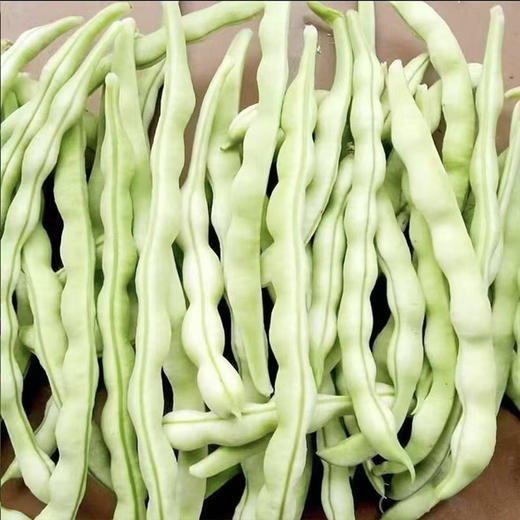 【MLT】当季白不老豆角  新鲜芸豆  四季豆  绿色蔬菜 商品图0