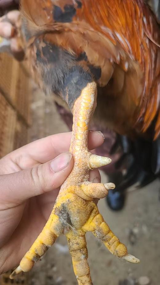 有机老公鸡｜2年龄｜衢州龙游山散养｜现杀｜基地顺丰直发 商品图13