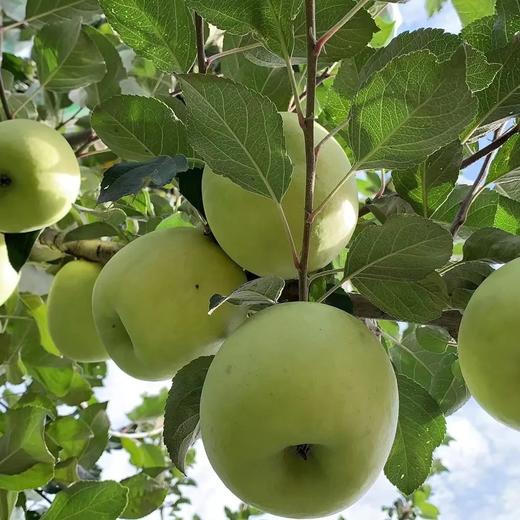 【白水苹果】瑞雪16枚75#礼盒顺丰快递 商品图1