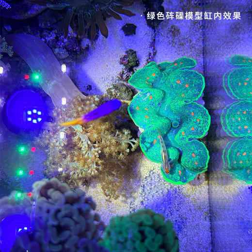 仿真砗磲摆件 商品图5