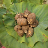 生态酵素毛芋头 | 基地直发*Ecological enzyme taro 商品缩略图1