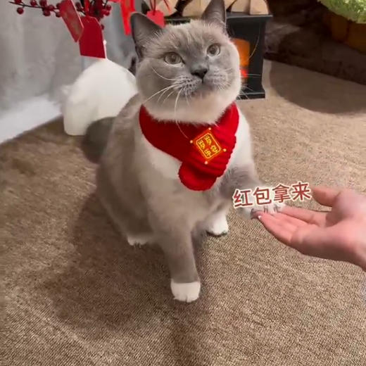 【中国风】猫咪狗宠物围脖针织保暖红色围巾 好寓意创意手工围脖 商品图4