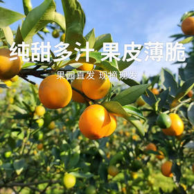 【脆皮金桔】果肉细腻多汁 一口爆汁大甜桔 膳食纤维丰富 3斤装